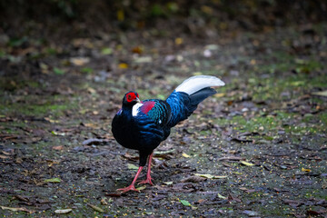 Male adult Svensson's Pheasant (Lophura swinhoii)