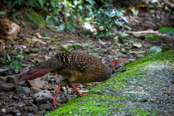 Female adult Svensson's Pheasant (Lophura swinhoii)