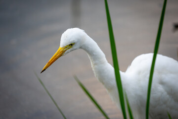 A great egret stands in a farm field by the roadside. Close-up shot.