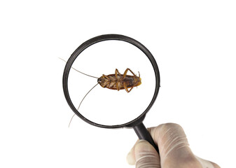 Cockroach and hand holding magnifier isolated on white  background.