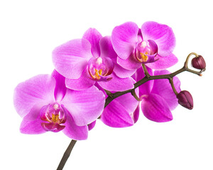 Blooming twig of purple orchid. - 478243835
