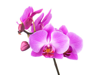Blooming twig of purple orchid. - 478243838