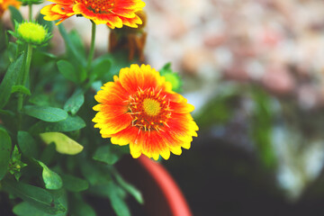 Image Of A Gaillardia Blanket Flower	

