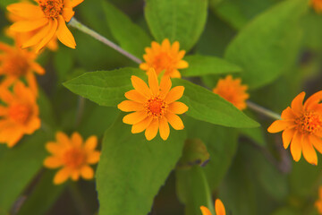 The narrowleaf zinnia, is a herbaceous flowering plant species of zinnia 