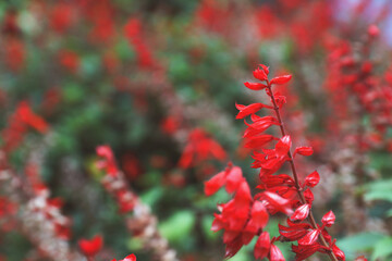 Salvia splendens is a species of plant in the family Lamiaceae