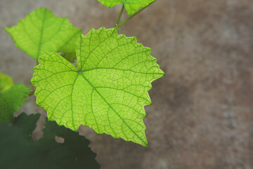Beautiful green Leaves in the garden