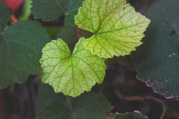 Beautiful green Leaves in the garden	
