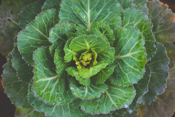 Wild lettuce or cabbage in a local nursery garden	
