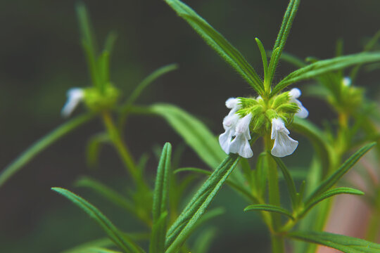 Thumbai - scientific name is Leucas aspera	
