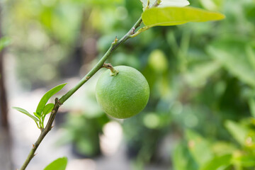 Fresh lime fruit on tree