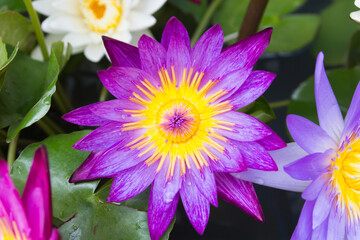 Fototapeta premium Colorful lotus flower blooming at summer