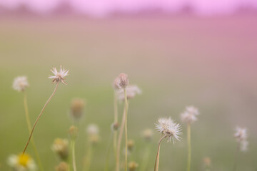 Obraz na płótnie Canvas Beautiful wild flowers with softness focus color filters background