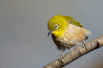 Warbling white-eye or Japanease white-eye bird perching on the tree branch with grey background