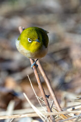 Warbling white-eye or Japanease white-eye bird perching on the tree branch.