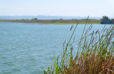 Poaceae in foreground or flower grass on a blue sea sky background ,the beauty of the meadow on sunrise in morning.