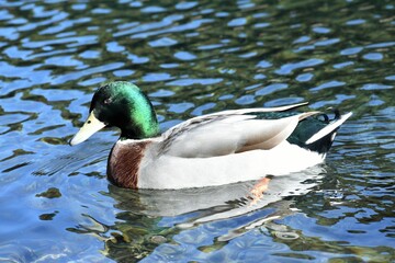 Japanese duck