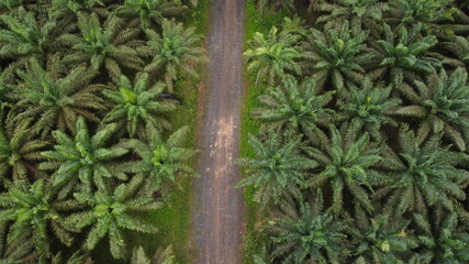 Palm Oil Road in Aerial View