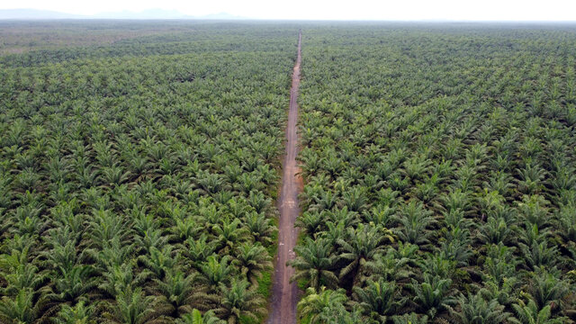 Palm Oil Road Aerial View