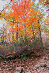 Fototapeta premium Beautiful Autumn View in Bear Mountain State Park