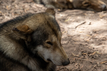 Wolves and wolf dogs at the Garden Route Wolf Sanctuary in South Africa
