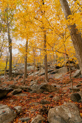 Beautiful Autumn View in Bear Mountain State Park