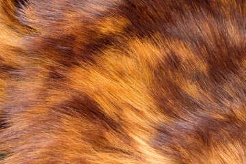 Full frame shot of shiny animal hair. Goat fur background