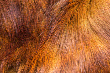 Close-up shot of shaggy animal hair. Full frame of the hairy background