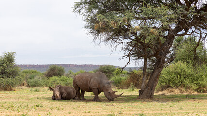 Naklejka premium Ein Breitmaulnashorn Weibchen mit Jungtier pausieren im Schatten eines Baumes in Waterberg