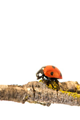 Ladybug walking on tree branch. Red insect with black dots on white background. Microphotography.
