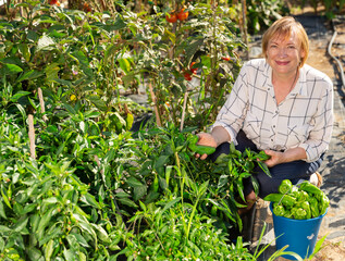 Mature woman working at smallholding, harvesting green peppers