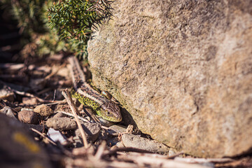 Lizard hiding behind a rock. Small Lacerta Agilis in the sunlight. Adorable reptile in it's natural habitat, Poland. Selective focus on the details, blurred background.