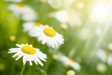 Fototapeta Spring chamomile flowers field. Sunny summer field obraz