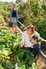 Portrait of mature woman picking squash at homestead