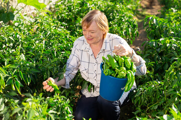 Happy elderly woman with harvest of green peppers in the garden. High quality photo