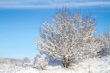 The tree is covered with snow against the blue sky.