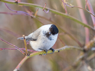 Cute bird the willow tit, song bird sitting on a branch without leaves in the winter.