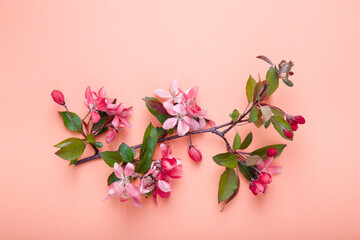 Blooming pink apple tree. Spring season concept. Apple blossom on pink background. Spring blossom of apple tree