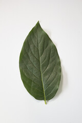 Fototapeta premium close up Persimmon leaf isolated white background.