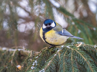 Cute bird Great tit, songbird sitting on the fir branch with snow in winter