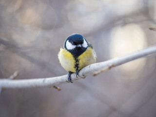 Obraz na płótnie Canvas Cute bird Great tit, songbird sitting on a branch without leaves in the autumn or winter.