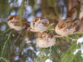 Four Sparrows sits on a fir branch in the autumn or winter