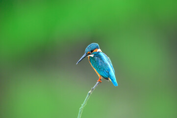 Kingfisher perched on a branch on a green background