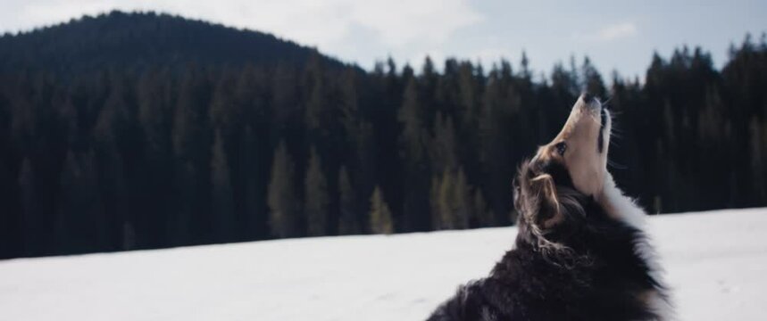 Hand throws a ball toy dog jump and catch it sunny winter snow day