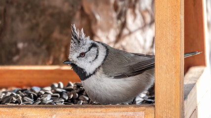 Cute bird European Crested Tit, lat. Lophophanes cristatus, perching on wooden bird feeder full of sunflower seeds.