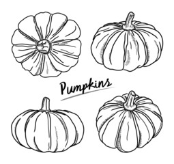 Pumpkin - fruit vegetable vector element collection via hand drawn illustration. Ink and pen sketch set.