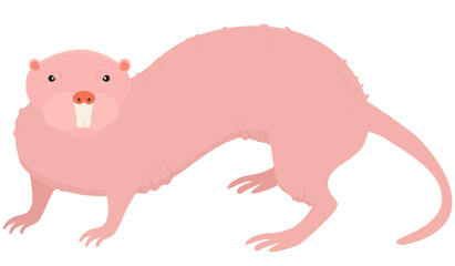 Naked Mole rat, hairless animal isolated on wihte