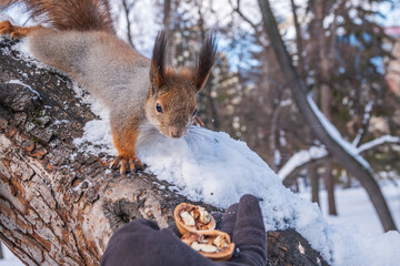 Squirrel eats nuts from a man's hand. Caring for animals in winter or autumn.