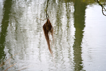 Branch hanging over river Glatt with beautiful reflexions near the airport on a rainy winter day....