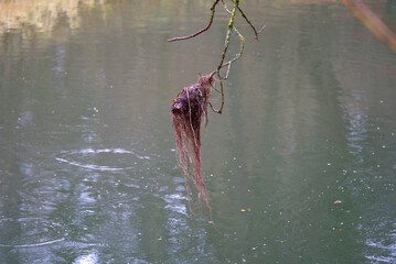 Branch hanging over river Glatt with beautiful reflexions near the airport on a rainy winter day....