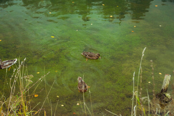 Ducks on the lake in autumn evening. Selective focus.
